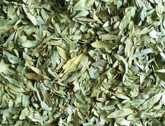 Senna Leaves