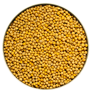 Yellow Mustard Seeds